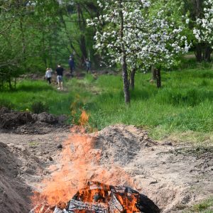 Das Feuer lodert in einer Grube auf dem Gelände des Obst- und Gartenbauvereins. Im Hinterrgund blühende Apfelbäume.