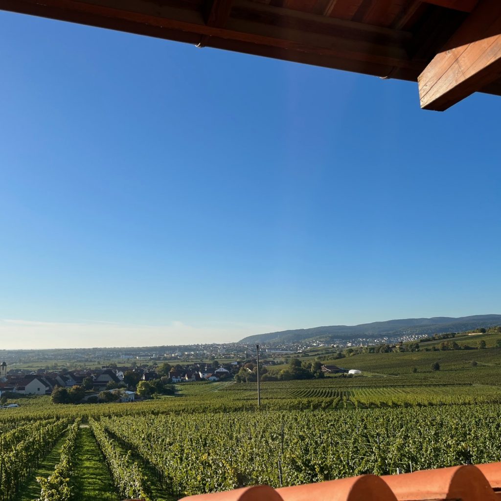 Ein BLick aus dem römischen Weingut Ungstein auf die Rebzeilen in der Pfalz