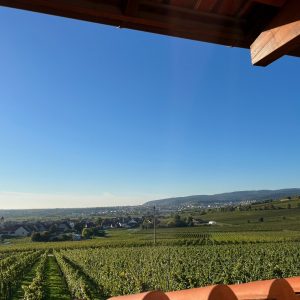 Ein BLick aus dem römischen Weingut Ungstein auf die Rebzeilen in der Pfalz