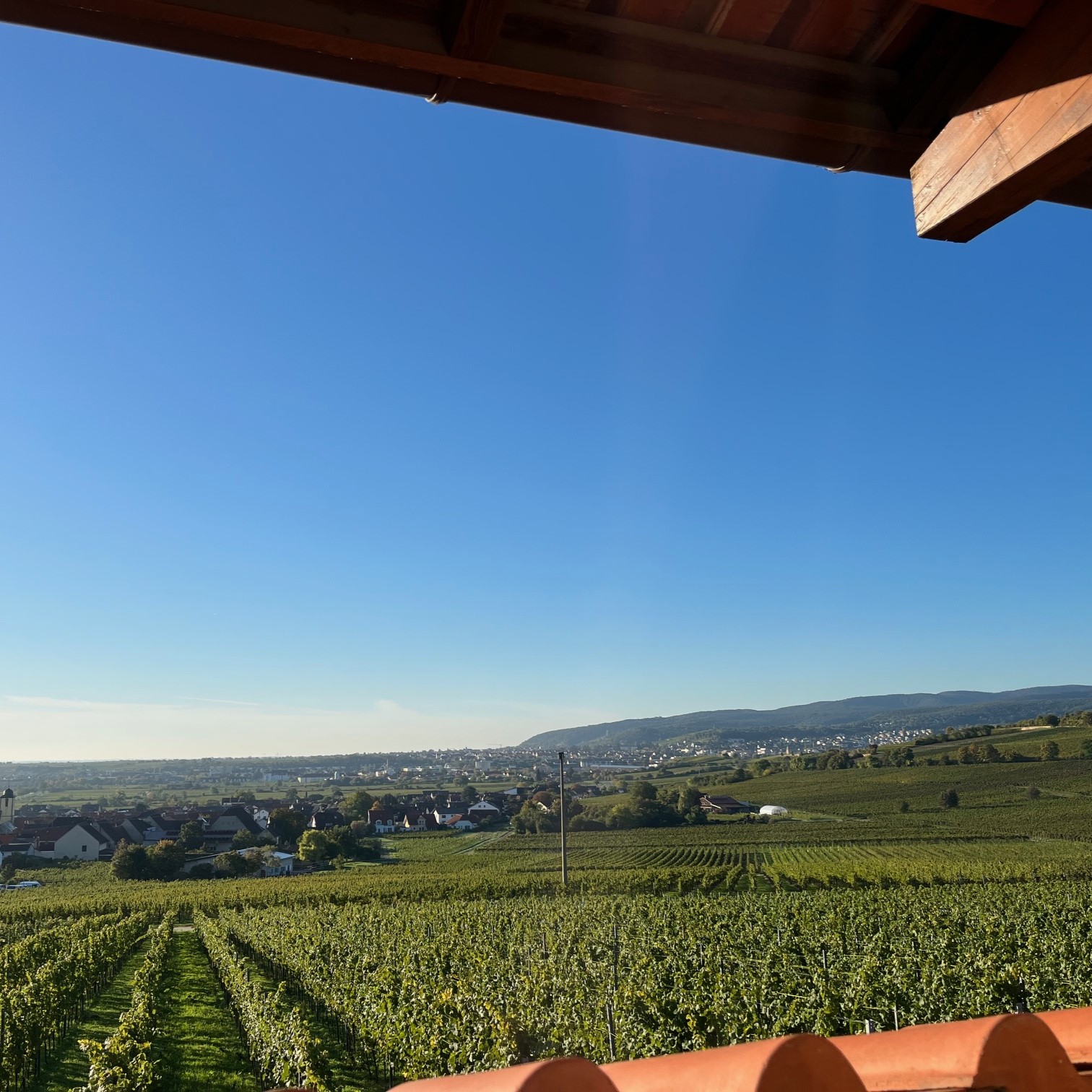 Ein BLick aus dem römischen Weingut Ungstein auf die Rebzeilen in der Pfalz