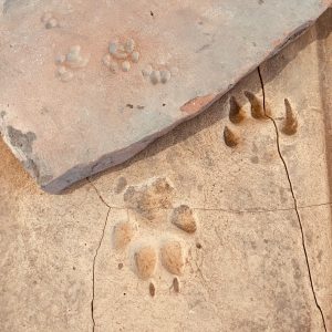 Tierspuren c TSM Rhz