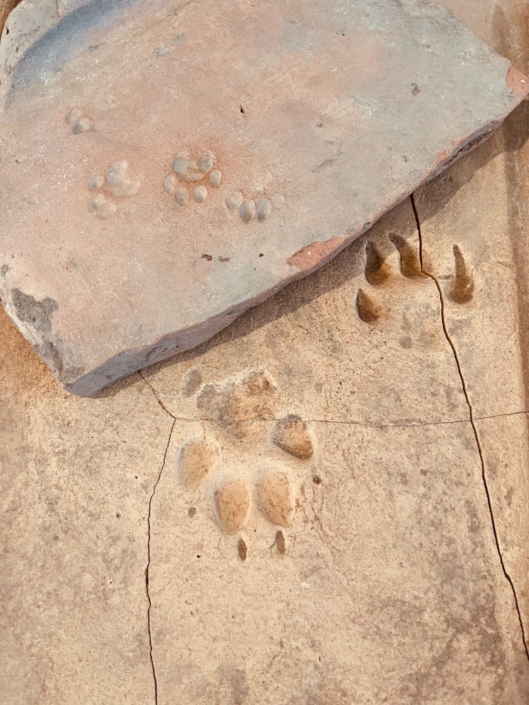 Tierspuren c TSM Rhz