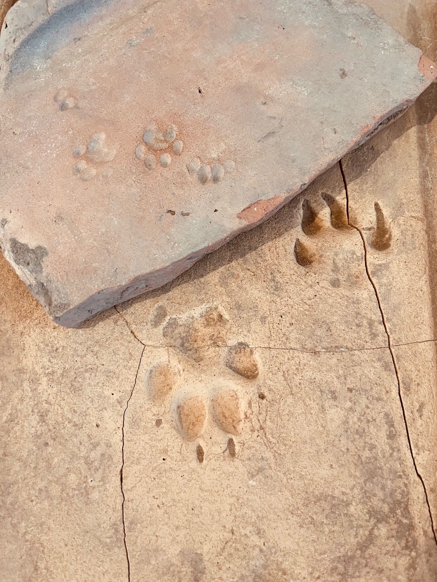 Tierspuren c TSM Rhz